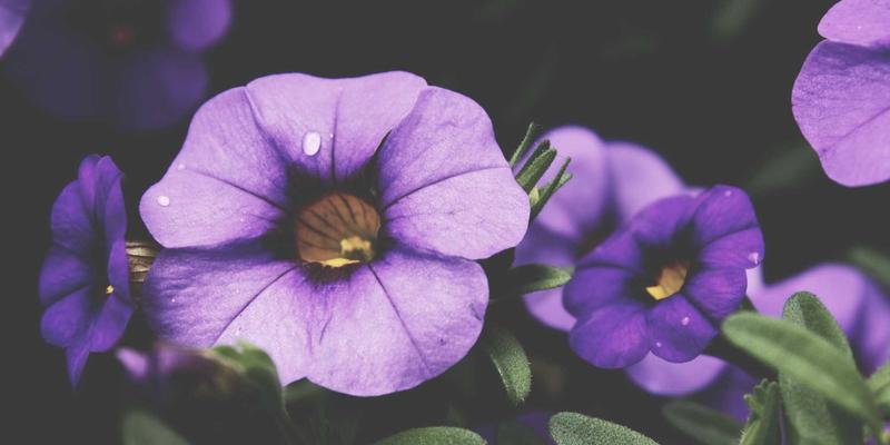 沉浸式英格兰文学朝圣之旅：从简·奥斯汀的巴斯到莎士比亚的斯特拉特福